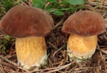 Польский белый гриб – описание и фото