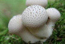 Гриб дождевик – фото и описание гриба