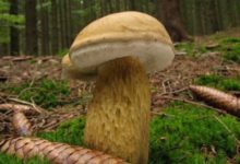 Жёлчный гриб – фото и описание