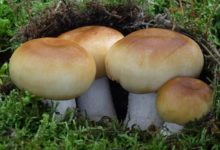 Валуй гриб – фото и описание