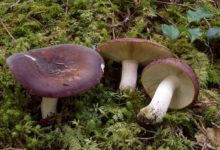 Сыроежка гриб – фото и описание