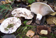 Скрипица гриб – описание и фото
