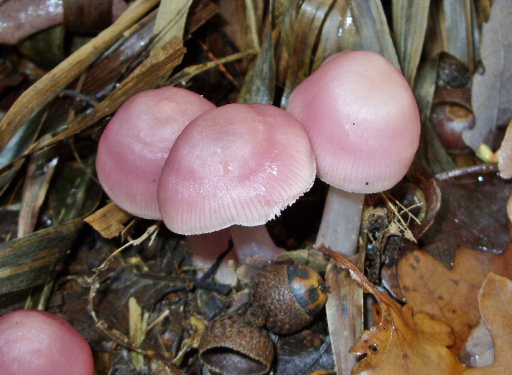 гриб мицена розовая