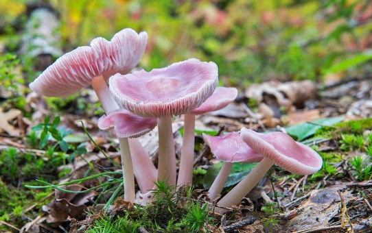 гриб мицена розовая