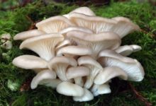 Вешенка лесная (устричная) – фото и описание гриба
