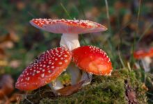 Ядовитые грибы и опасность при их сборе