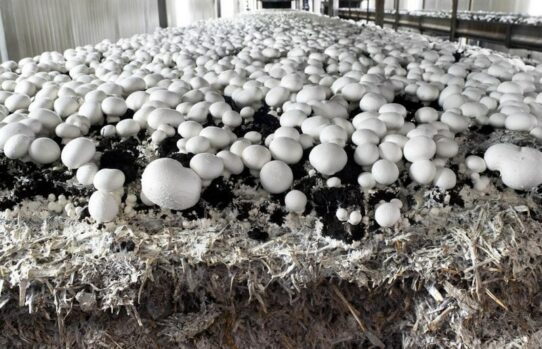 Производство компоста для грибов