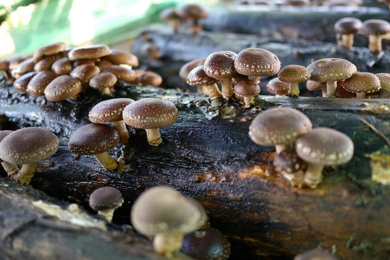 грибы шиитаке выращивание в домашних условиях