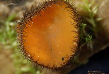 Scutellinia scutellata (2)